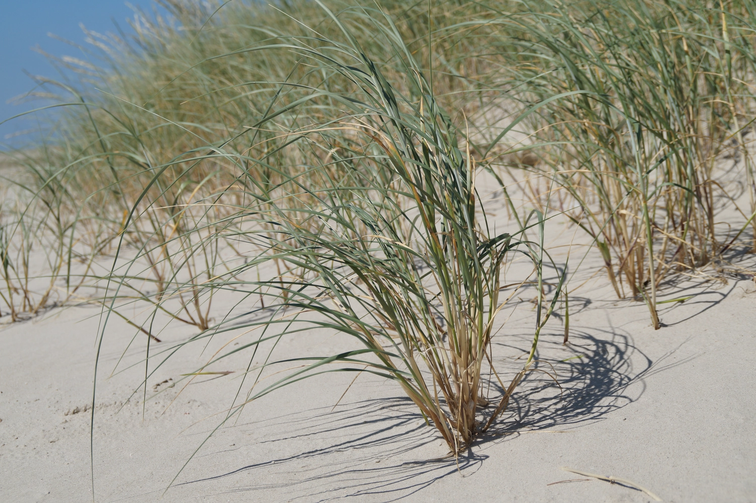 Salzlounge Zaisenhausen - Gras auf Sand