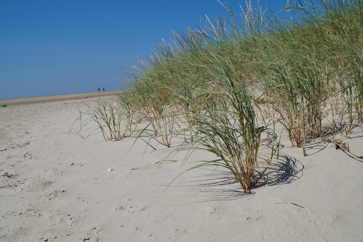 Salzlounge Zaisenhausen - Gras auf Sand
